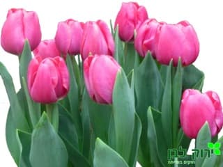 צבעוני ( טוליפ)