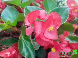 ביגוניה דראגון