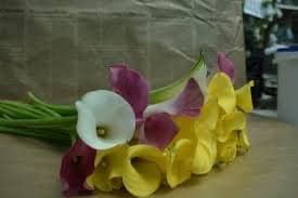 ענף קאלה . קלה