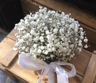 ענף גיפסנית