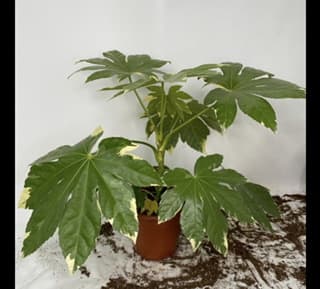 ענף ארליה יפנית