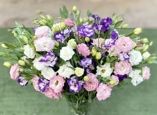 ענף ליזיאנטוס. ליזי קיטומים