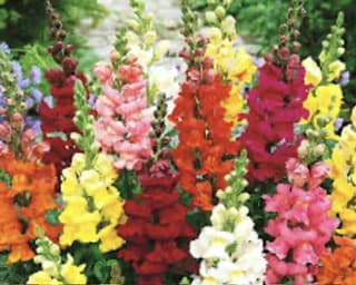 ענף לוע הארי