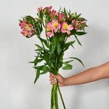 ענף אלסטרומריה