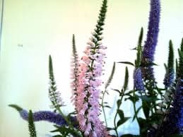 ענף ורוניקה