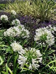 ענף אגפנתוס