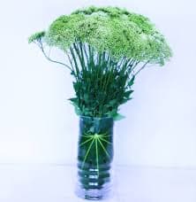 ענף טרכליום