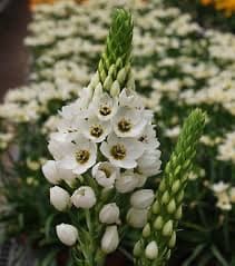 ענף נץ חלב דוביום