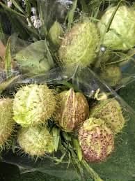 ענף מובידיק