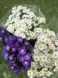 ענף אסתר  ורדה