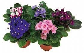 סיגלית אפריקאית