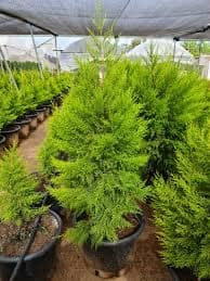 ברוש לימוני