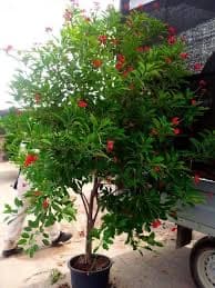 יטרופה תמימה