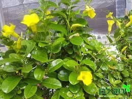 מנדבילה ורודה. צהובה