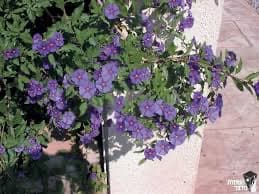 סולנום על גזע