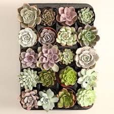 סוקולנטים.  קקטוסים