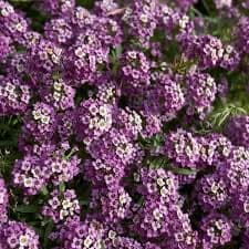 לובלריה. סלסלי כסף רב שנתיים