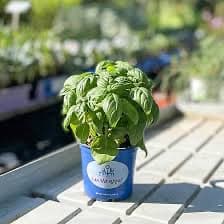 בזיליקום רגיל / מג׳יק