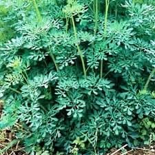 רודה /פיגם /שדב