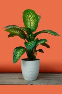 דיפנבכיה טרופיק