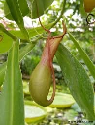 כדנית ( טורף)