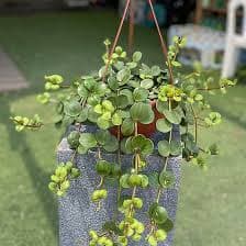 פפרומיה הופ