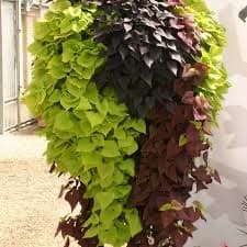 איפומאה (ליפופית הבטטה)