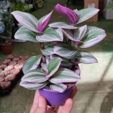 יהודי נודד נאנוק/ אחר