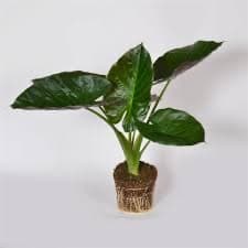 אלוקסיה וונטי