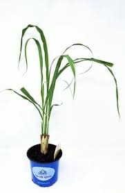 עשב לימון. לימון גראס