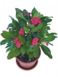 חלבלוב מילי ( אפורביה)