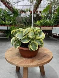 פפרומיה מגניפוליה ירוקה/מגוונת