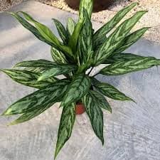 אגלונמה ירוקה/ אדומה