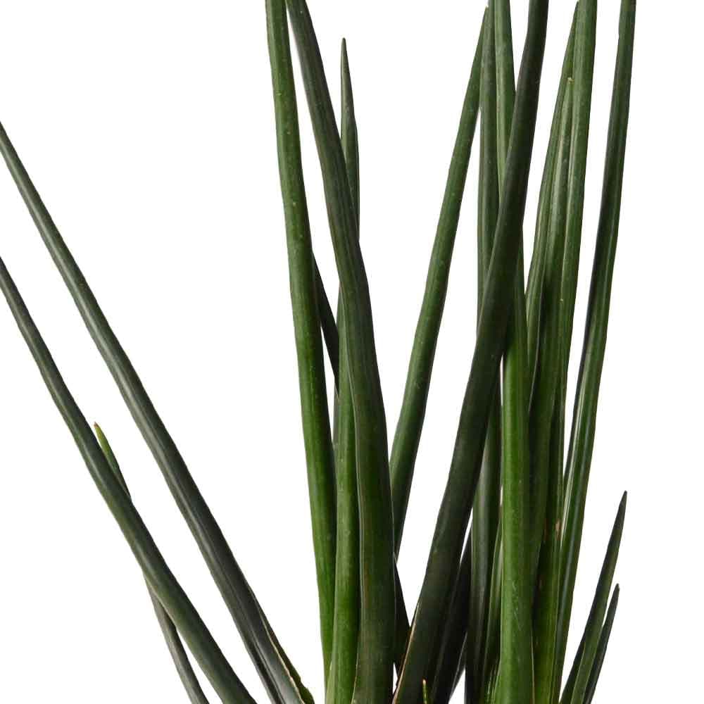 ענף סנסוורה גלילית/חרבות