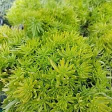 צורית הסלעים