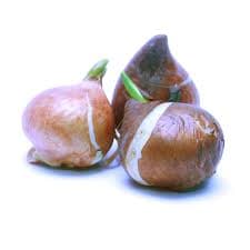 פקעות צבעוני (טוליפ) מקוררות