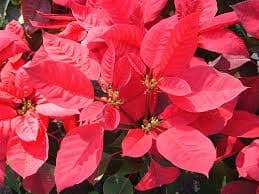 חלבלוב הדור