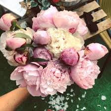 ענף אדמונית ( פיוני)