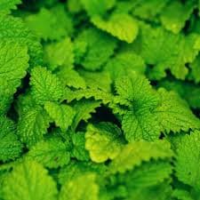 מליסה לימונית