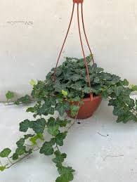 קיסוס מגוון/ירוק