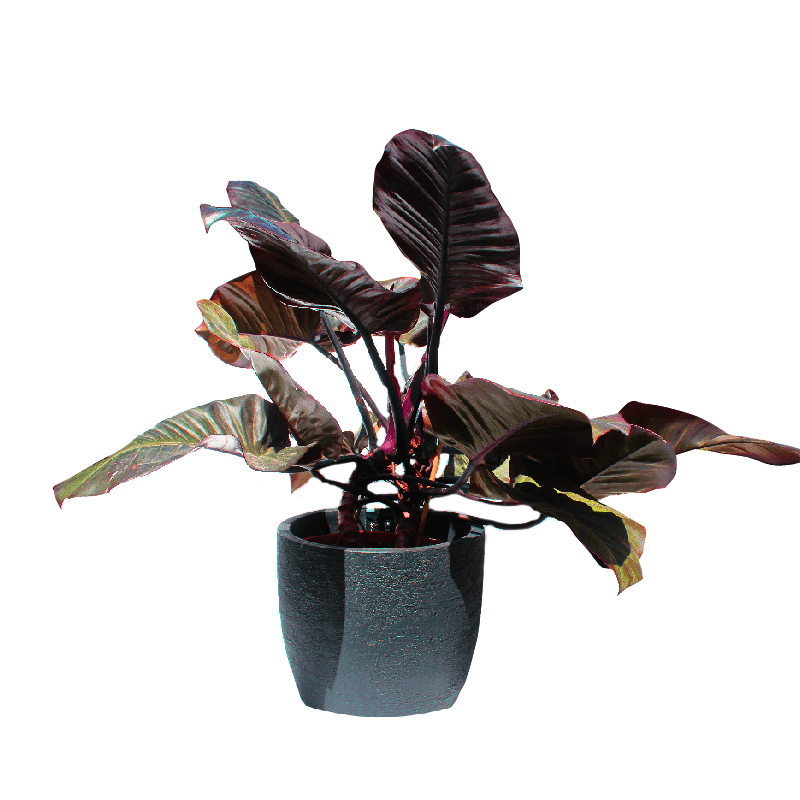 פילדנדרום רד