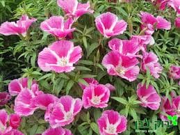 גודטיה- קלרקיה