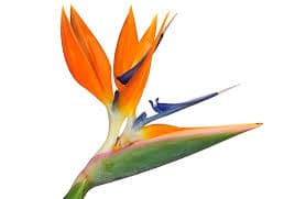 ענף ציפור גן עדן