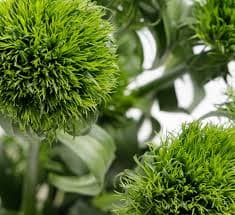 ענף ציפורן ירוקה/ג׳יפסי