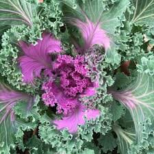 ענף כרוב נוי