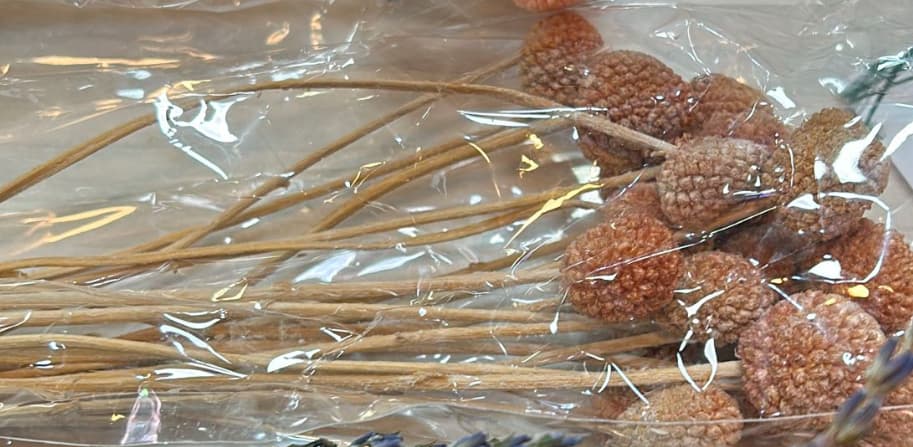 קרספידיה מיובשת/חנוטה