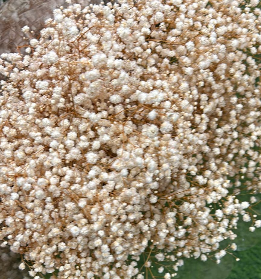 גיפסנית חנוטה/מיובשת