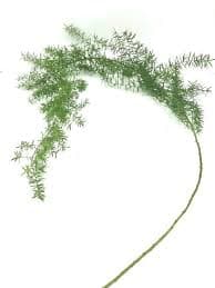 ענף אספרגוס נשפך