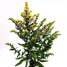 ענף סולידגו