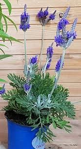 לבנדר זנים שונים